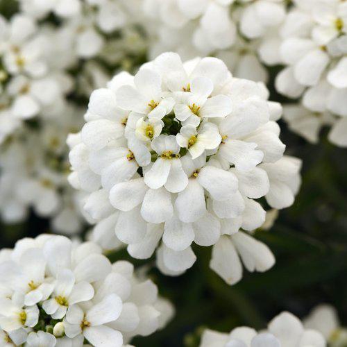 Iberis sempervirens 'Snowsation' ~ Snowsation™  Candytuft