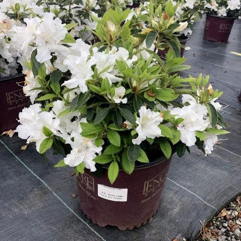 Rododendro 'Roblex' ~ Encore® Autumn Lily™ Azalea