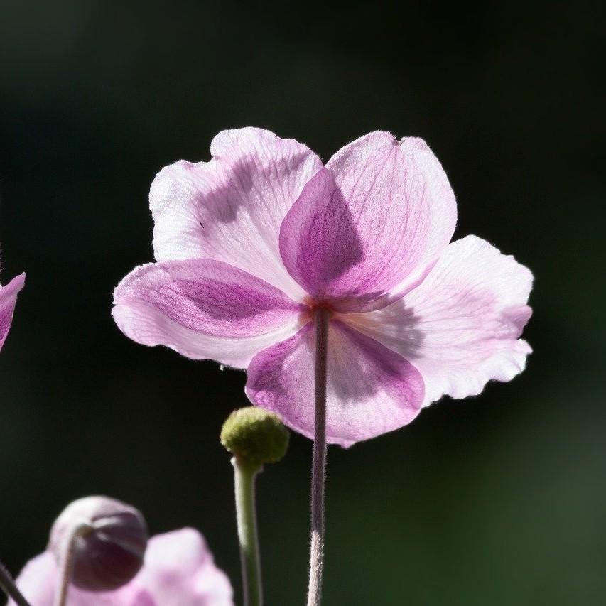 Anemone 'Macane004' ~ Dreaming Swan™ Anemone