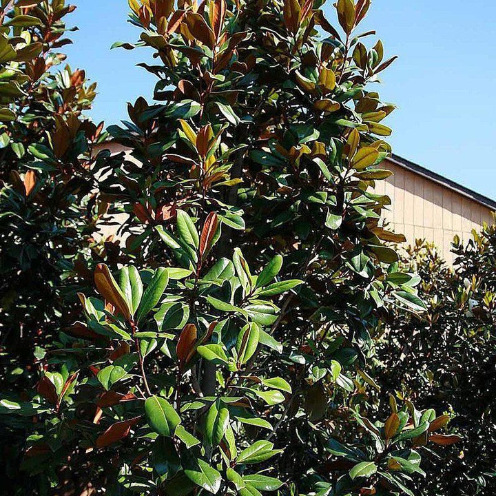 Magnolia grandiflora 'D.D. Blanchard' ~ D.D. Blanchard Magnolia