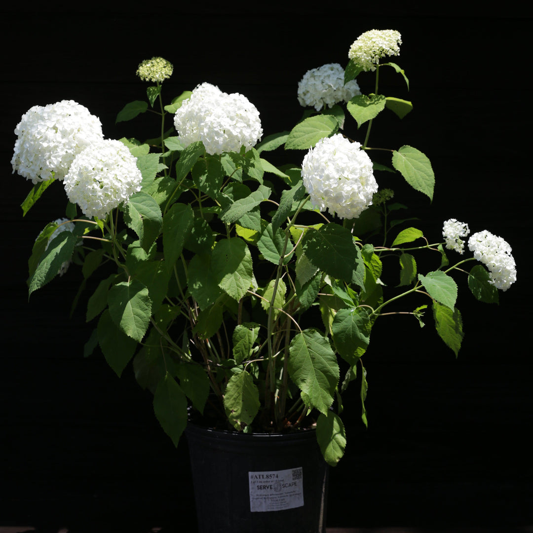 Hydrangea arborescens 'Annabelle' ~ Mophead Hydrangea, Annabelle Hydrangea