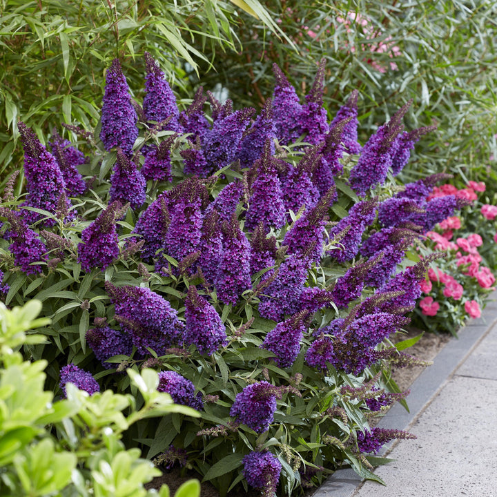 Buddleia davidii 'BotEx 001' PP34,515 ~ Butterfly Candy™ Li'l Grape™ Butterfly Bush