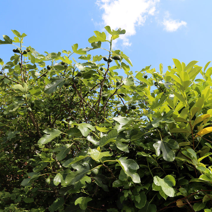 Ficus carica 'Brown Turkey' ~ Brown Turkey Fig