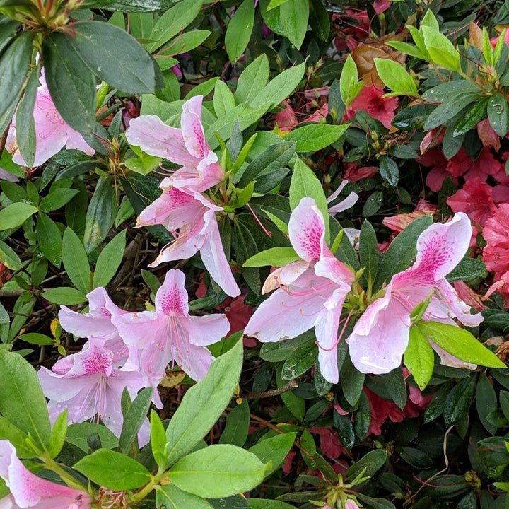 Rhododendron ‘Robled’ ~ Encore® Autumn Chiffon™ Azalea