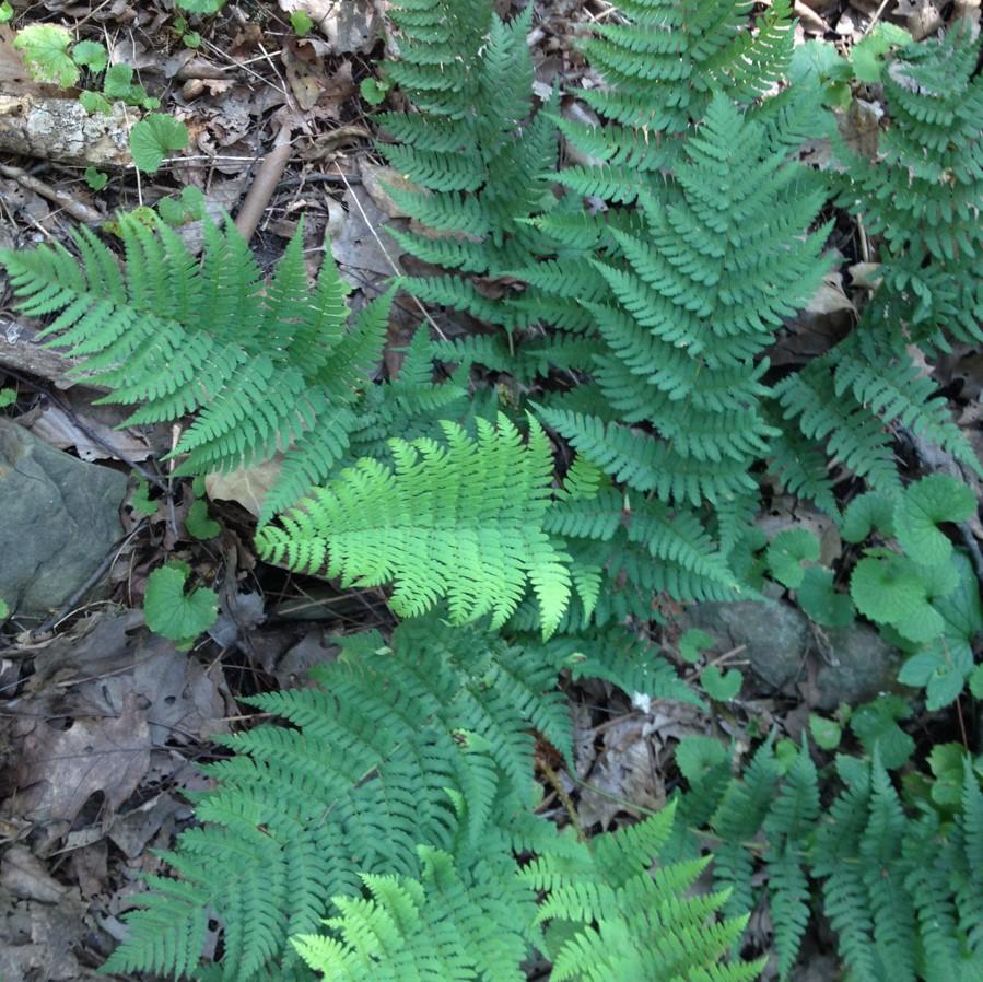 Dryopteris marginalis ~ Eastern Wood Fern, Leatherwood Fern