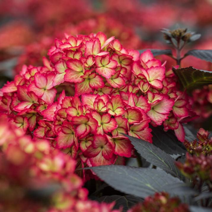 Hydrangea macrophylla 'Bailmacseven' ~ Eclipse® Hydrangea