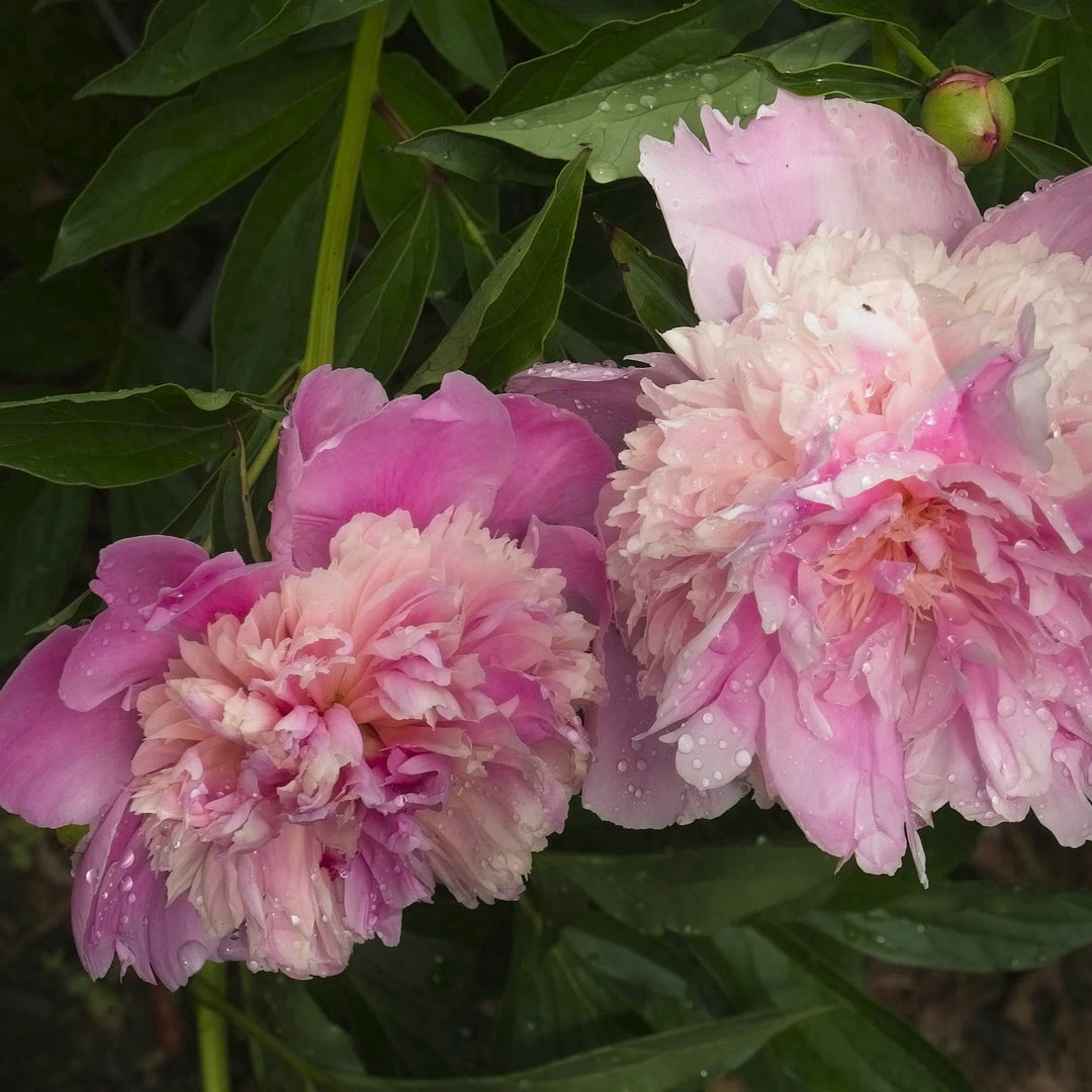 Paeonia lactiflora 'Sorbet' ~ Sorbet Peony