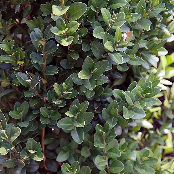 Buxus sempervirens 'Dee Runk' ~ Boj 'Dee Runk'