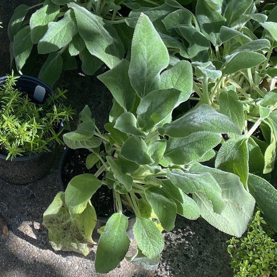 Stachys byzantina 'Helene von Stein' ~ Giant Lamb's Ear