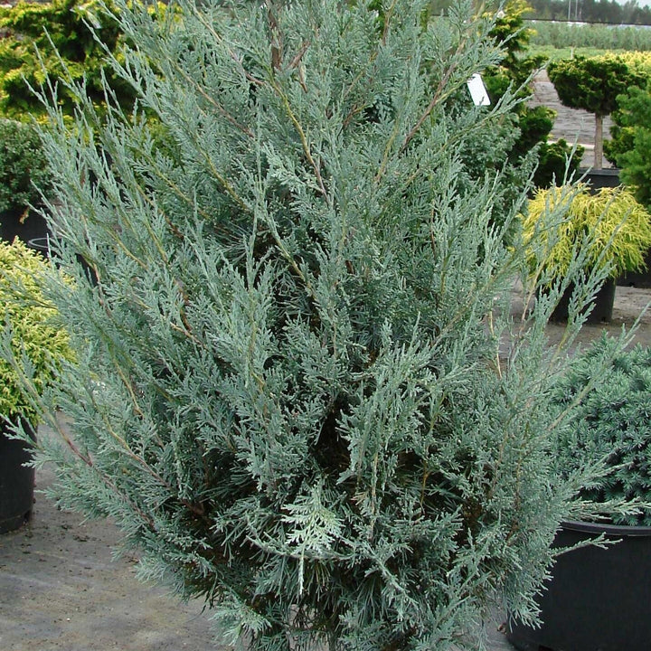 Juniperus scopulorum 'Moonglow' ~ Moonglow Juniper