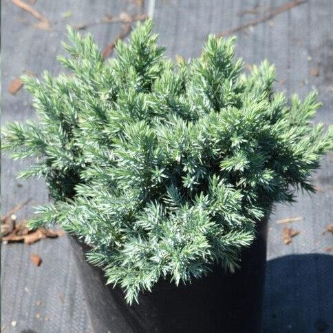 Juniperus squamata 'Blue Star' ~ Blue Star Juniper