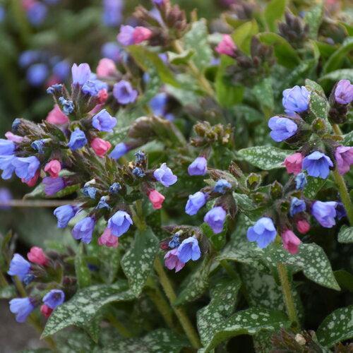 Pulmonaria 'Pink-a-Blue' ~ Pink-a-Blue Lungwort