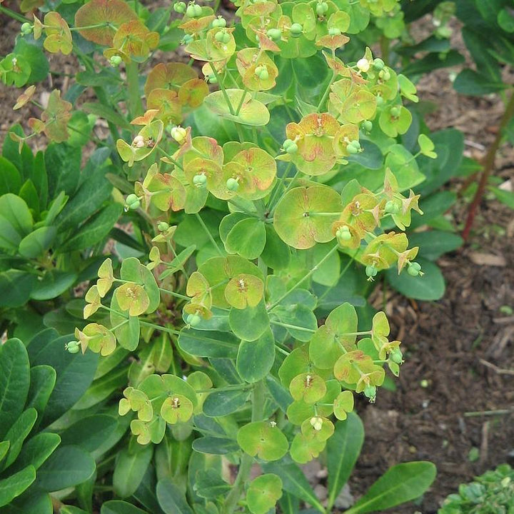 Euphorbia amygdaloides var. robbiae  ~ Wood Spurge