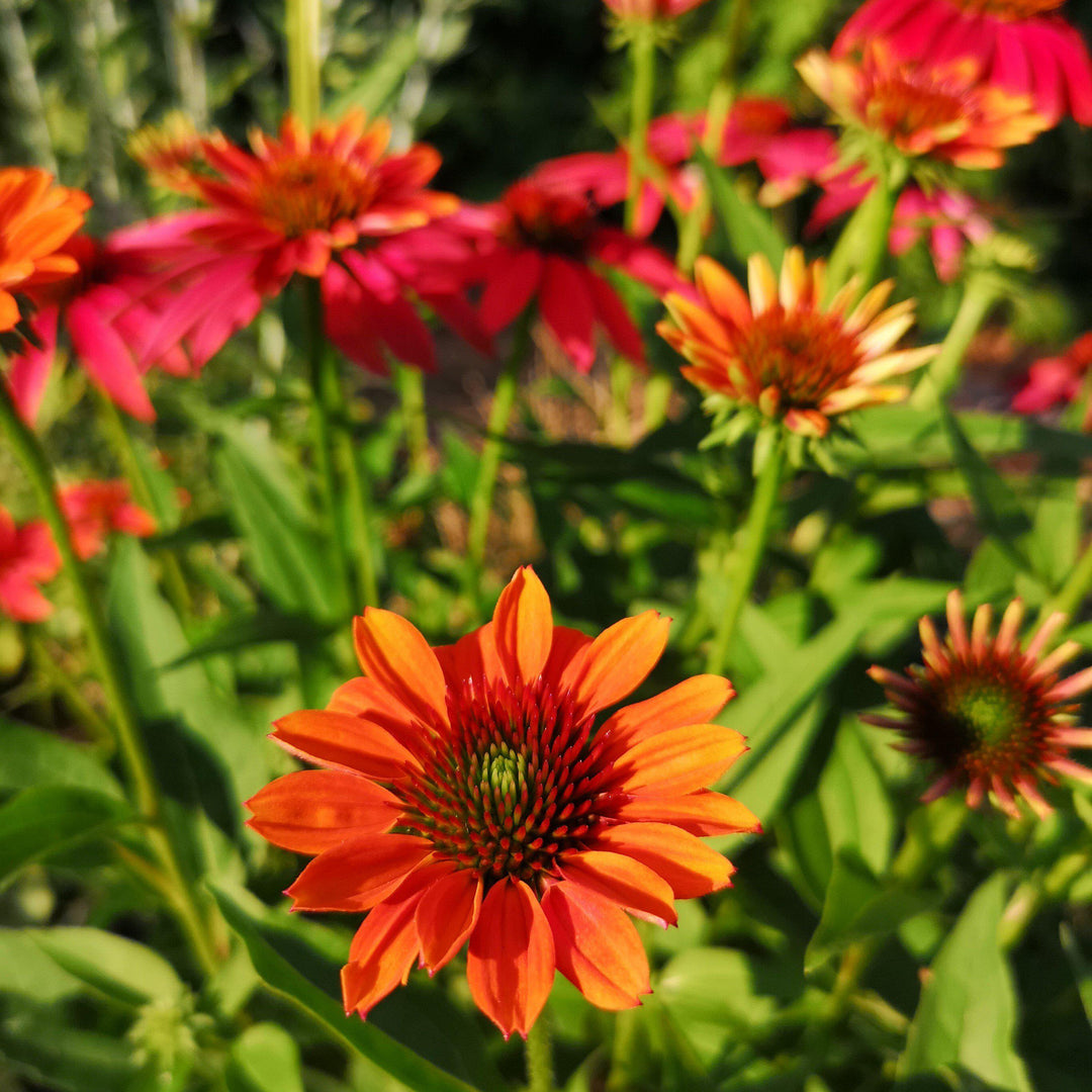 Echinacea x 'Cheyenne Spirit' ~ Cheyenne Spirit Echinacea, Coneflower