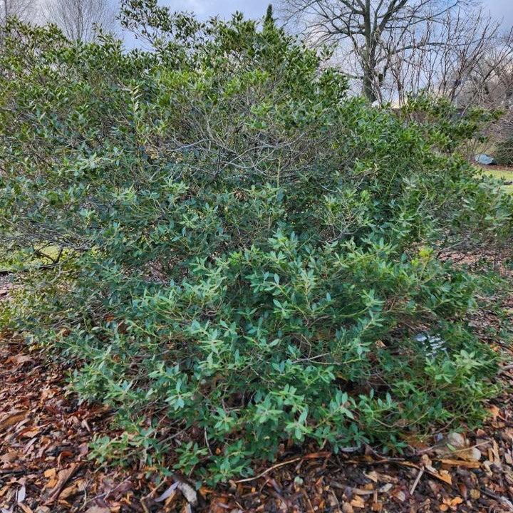Ilex glabra 'Alexander' ~ Forever Emerald™ Inkberry
