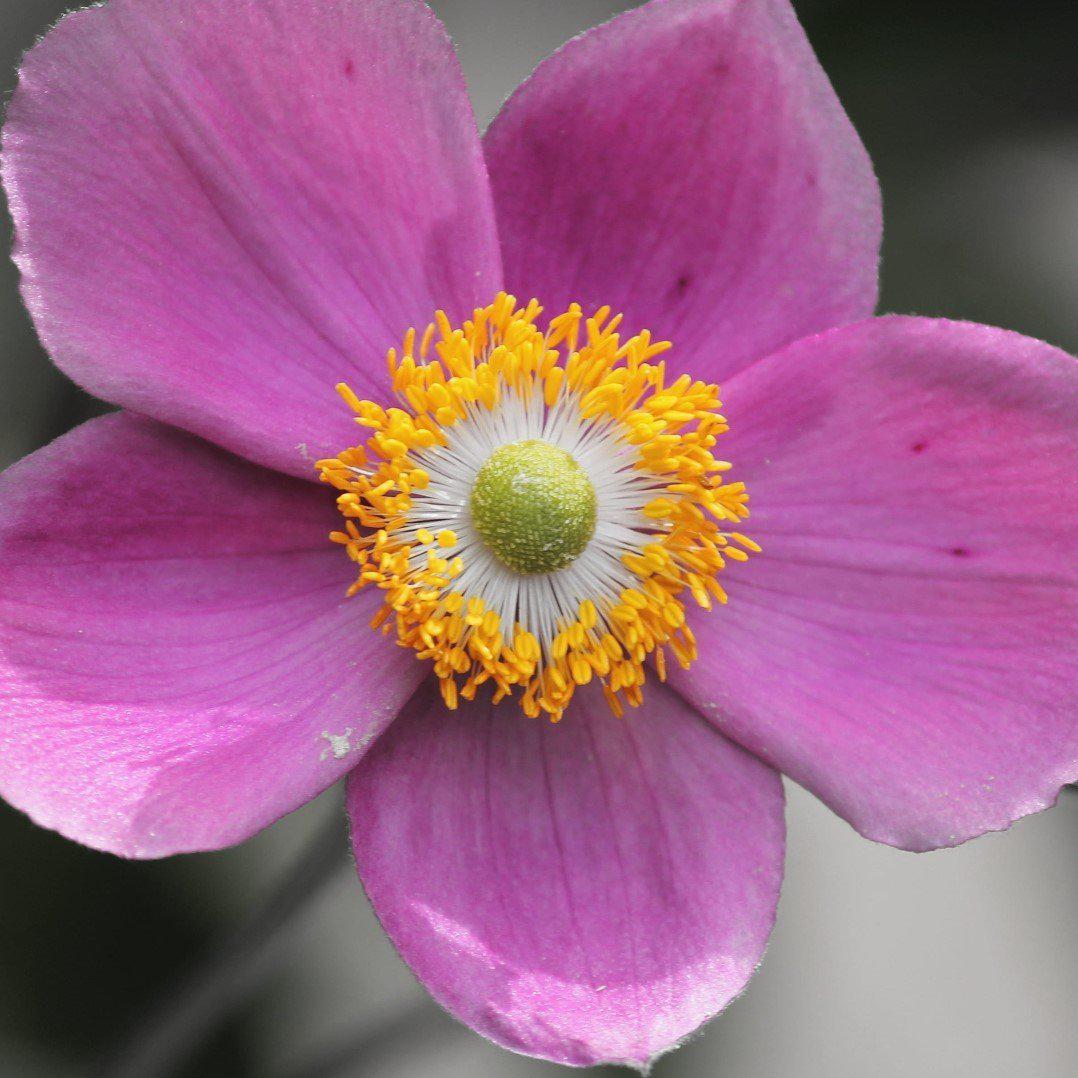 Anemone 'Red Riding Hood' ~ Fantasy™ Red Riding Hood Anemone