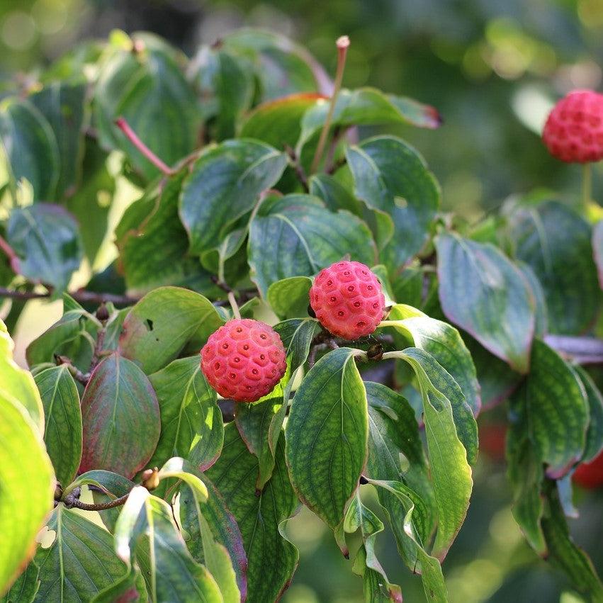 Cornus kousa 'Rutpink' ~ Scarlet Fire® Dogwood