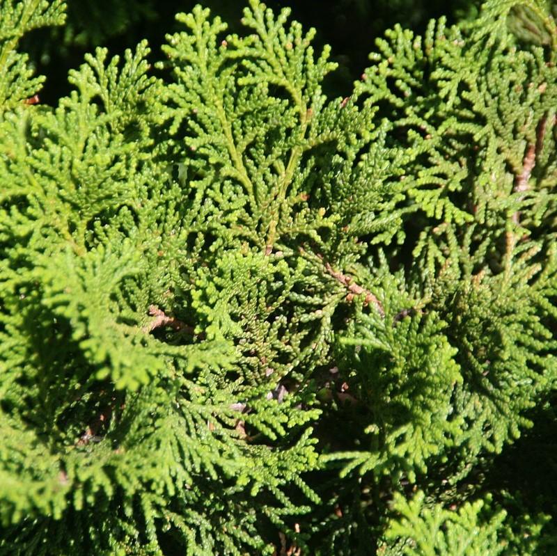 Chamaecyparis obtusa 'Templehof' ~ Templehof False Cypress