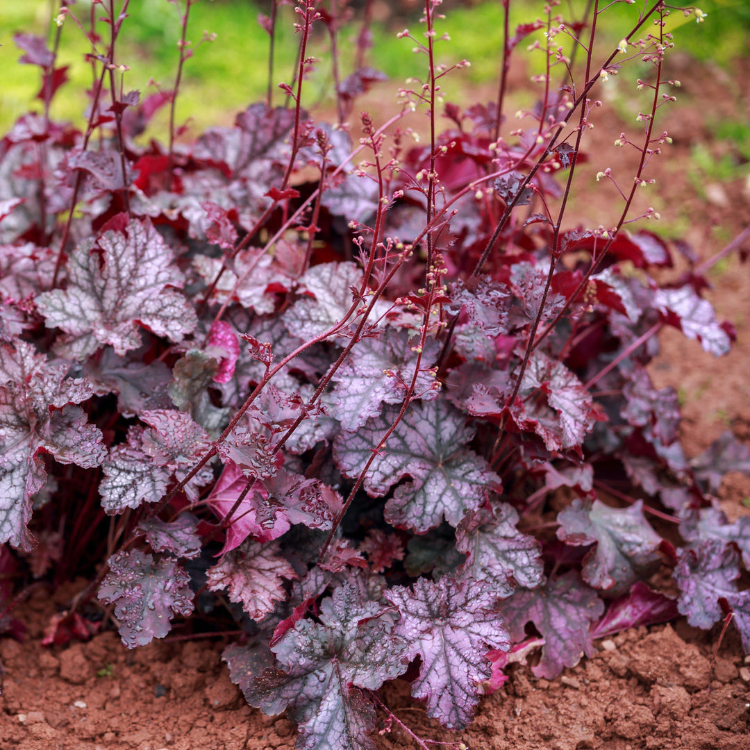 Heuchera ‘Georgia Plum’ ~ Georgia Plum Coral Bells