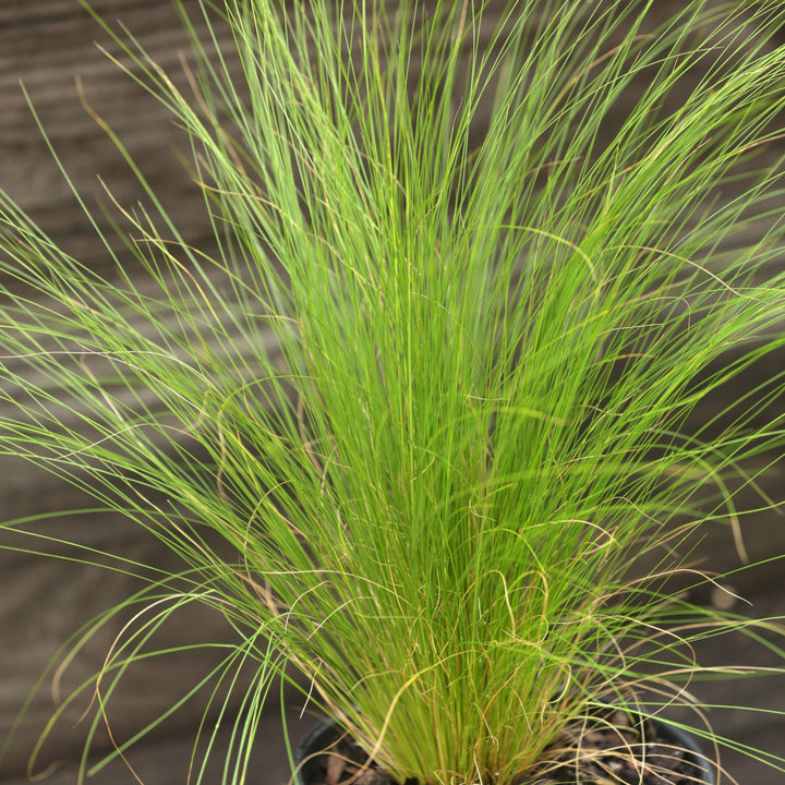 Nassella tenuissima ~ Mexican Feather Grass