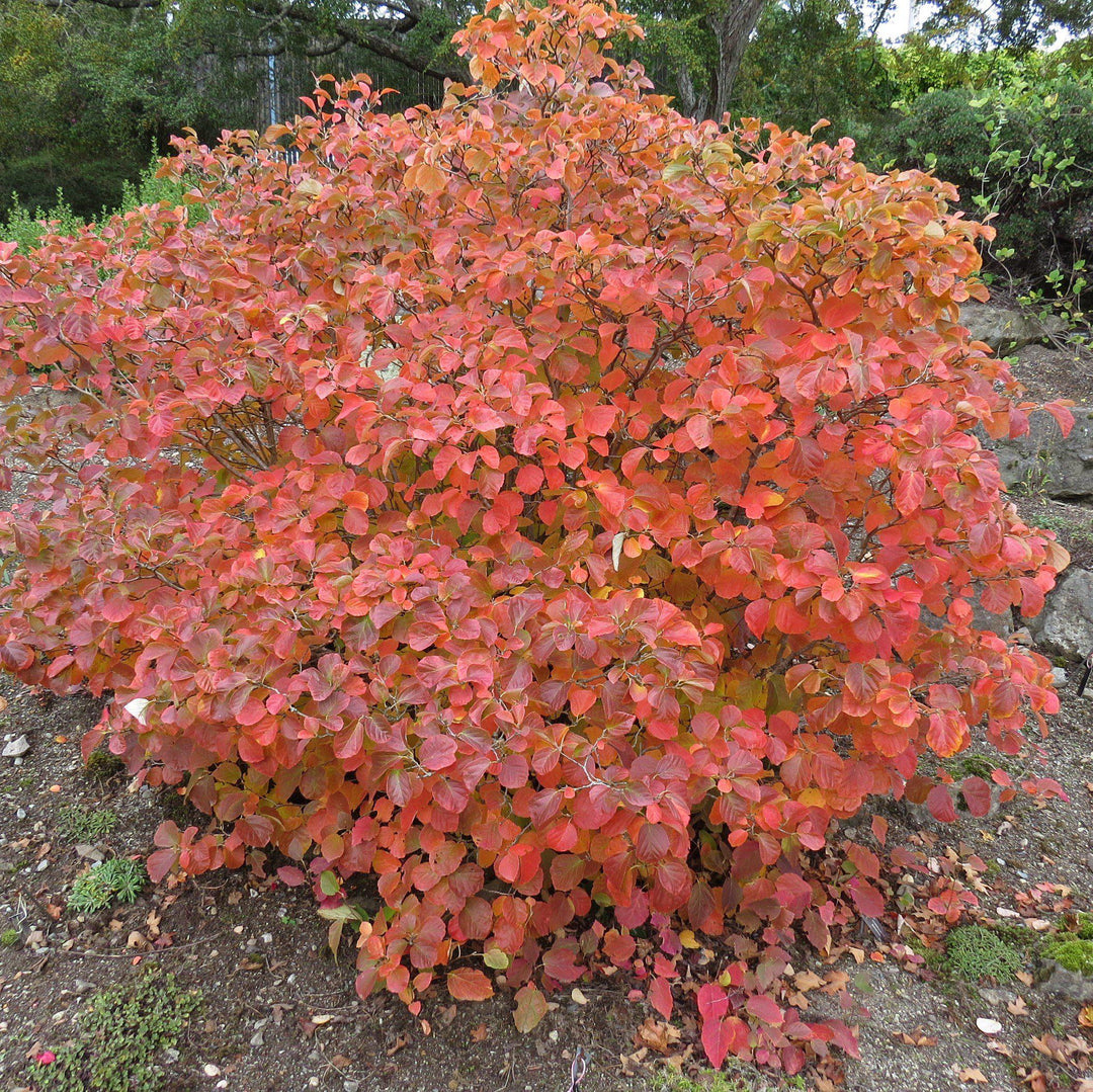 Fothergilla gardenii ~ Fothergilla