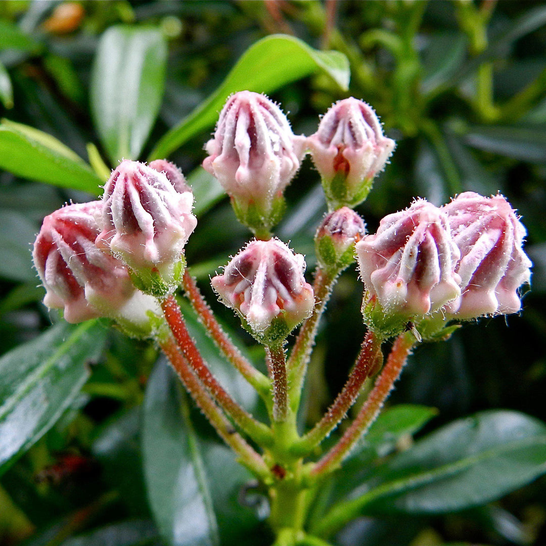 Kalmia latifolia 'Minuet' ~ Minuet Mountain Laurel