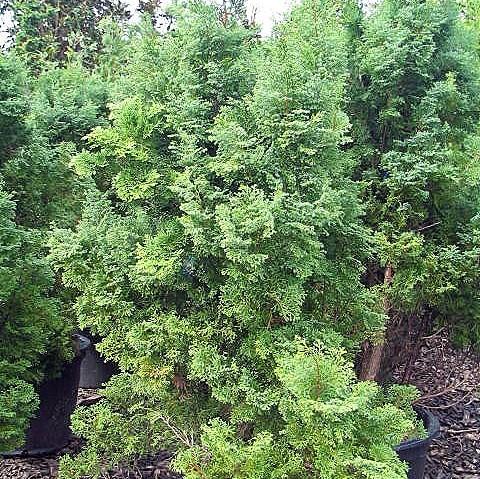 Chamaecyparis obtusa 'Compacta' ~ Compact Hinoki Cypress