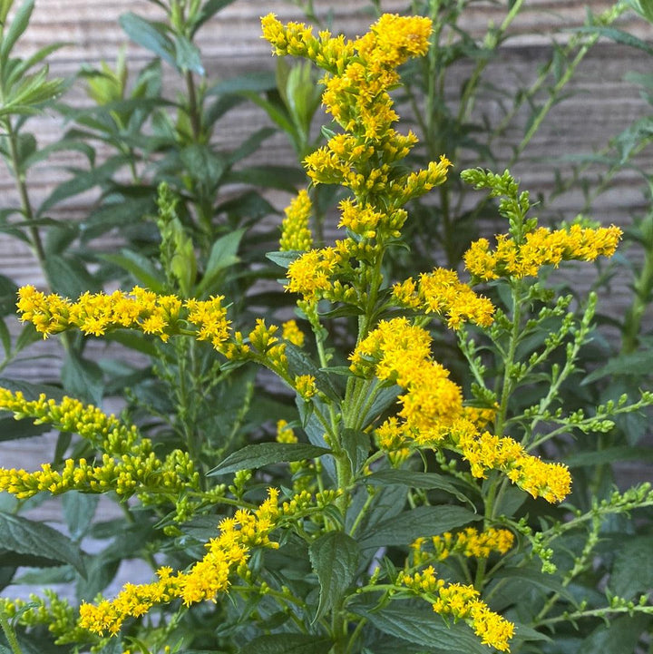 Solidago rugosa 'Fireworks' ~ Fireworks Goldenrod