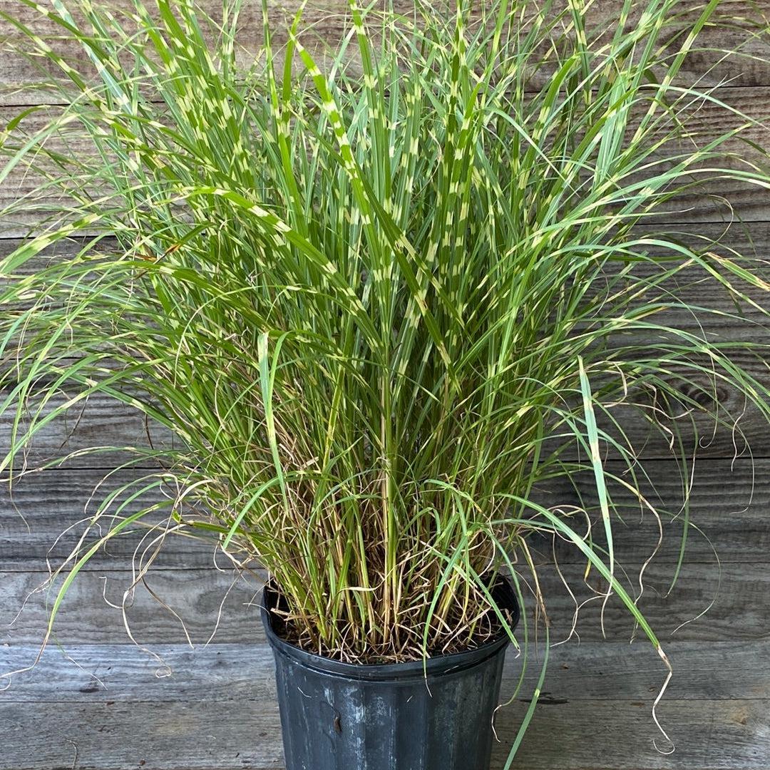 Miscanthus sinensis 'Little Zebra' ~ Little Zebra Maiden Grass