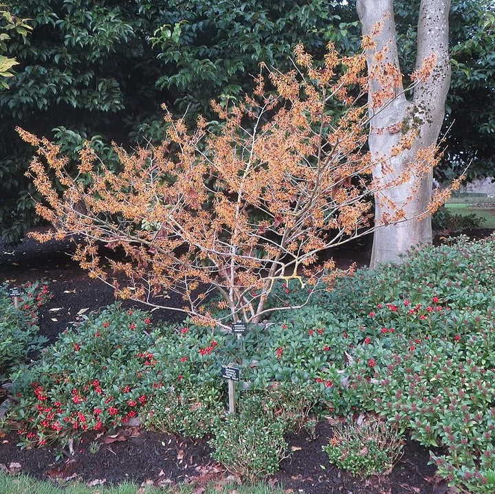 Hamamelis x intermedia 'Jelena' ~ Jelena Witch Hazel