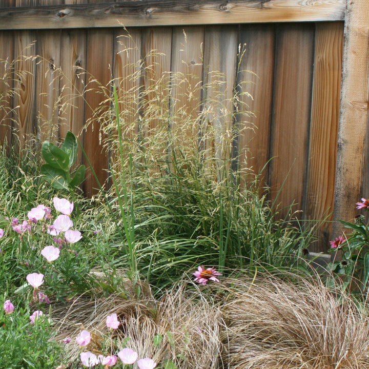 Calamagrostis x acutiflora 'Karl Foerster' ~ Karl Foerster's Feather Reed Grass