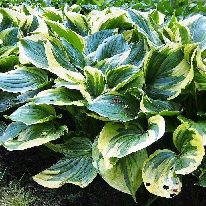 Hosta f. 'Aureomarginata' ~ Aureomarginata Hosta