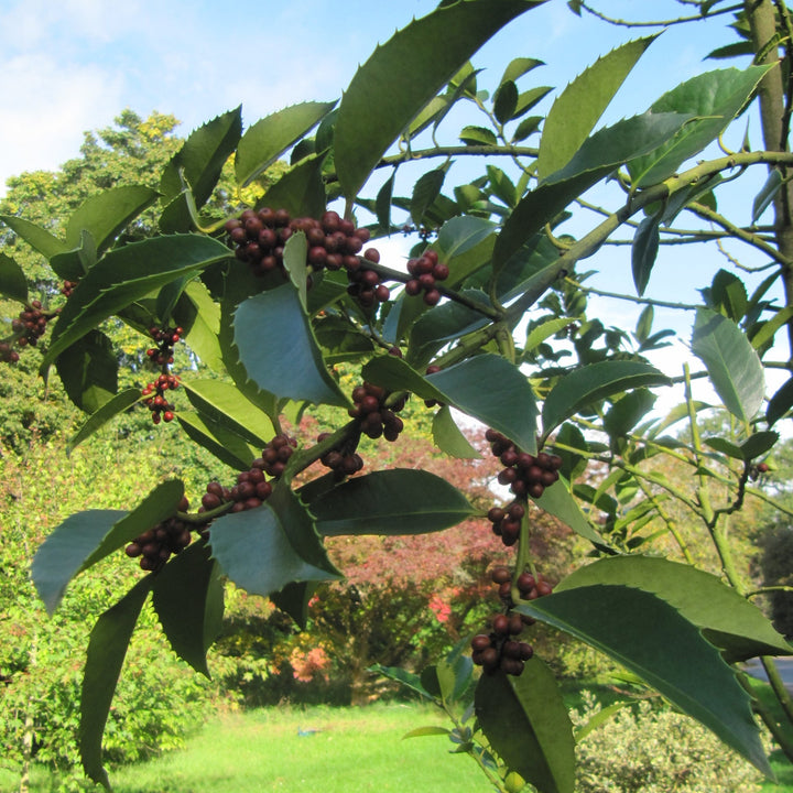 Ilex x koehneana ~ Koehne Holly