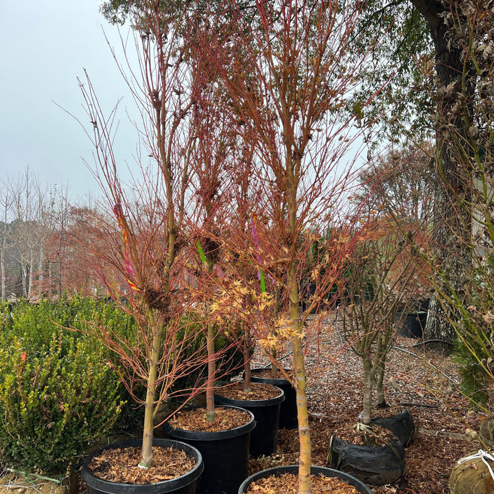 Acer palmatum 'Sango-kaku' ~ Coral Bark Japanese Maple