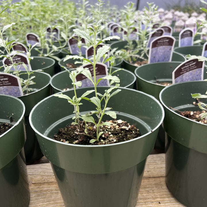 Perovskia atriplicifolia 'Little Spire' ~ Little Spire Russian Sage