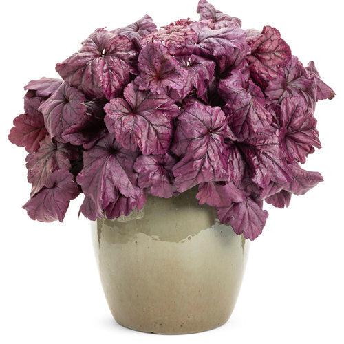 Heuchera 'Wildberry' ~ Dolce® Wildberry Heuchera