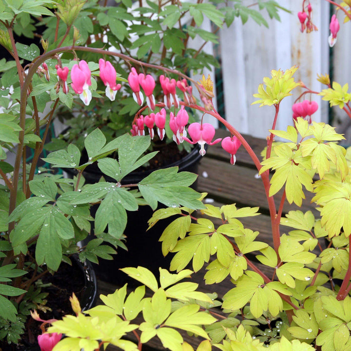 Dicentra spectabilis 'Gold Heart' ~ Gold Heart Bleeding Heart