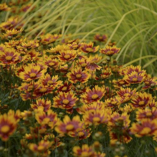 Coreopsis x 'Daybreak' ~ Lil' Bang™ Daybreak Tickseed