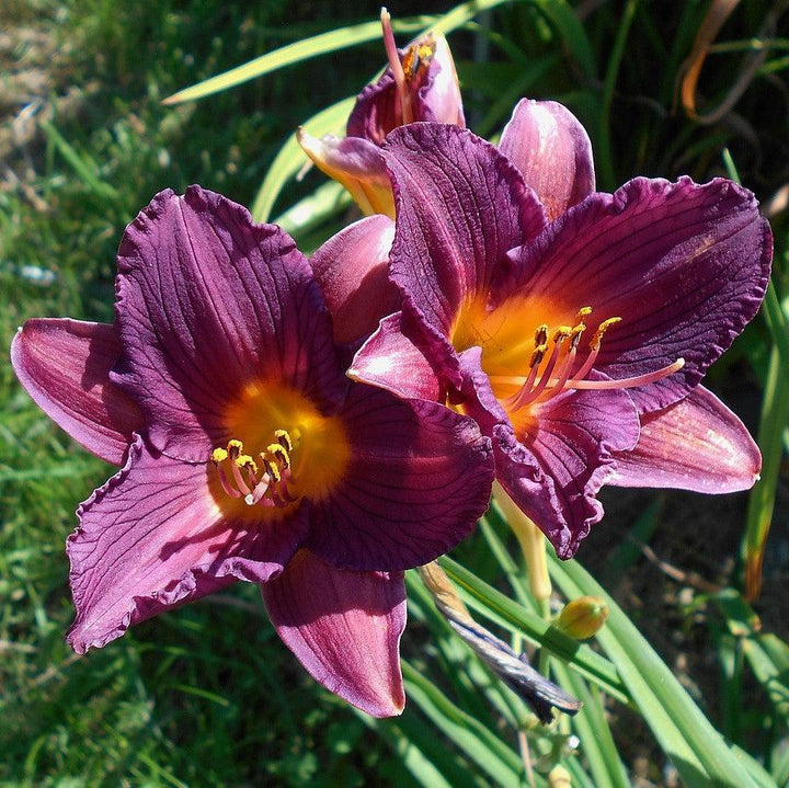 Hemerocallis 'Purple de Oro' ~ Purple de Oro Daylily