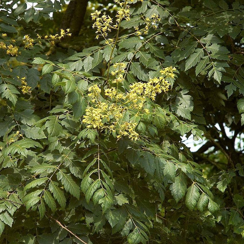 Koelreuteria paniculata ~ Golden Rain Tree