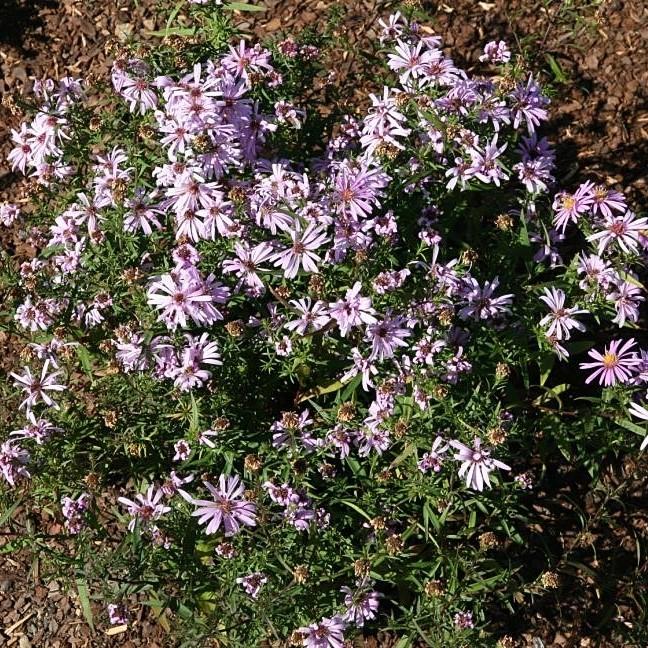 Aster dumosus 'Woods Pink' ~ Woods Pink Aster