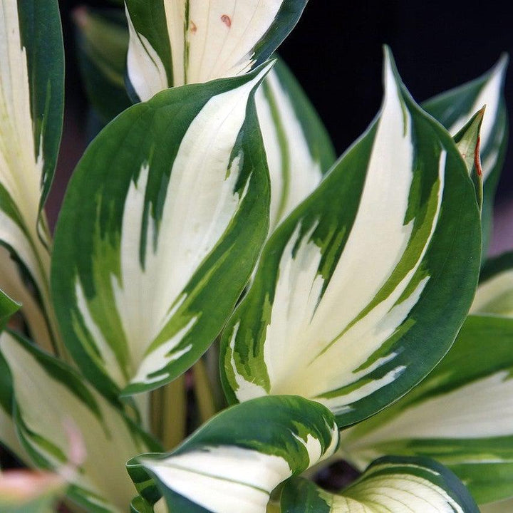 Hosta 'Fire and Ice' ~ Fire and Ice Hosta