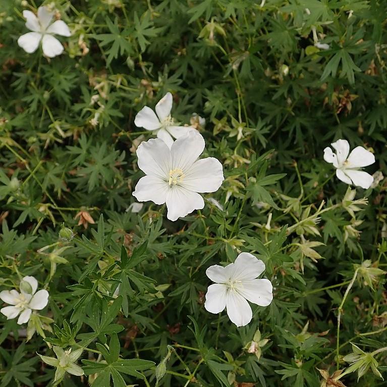 Geranium sanguineum 'Album' ~ White Bloody Cranesbill