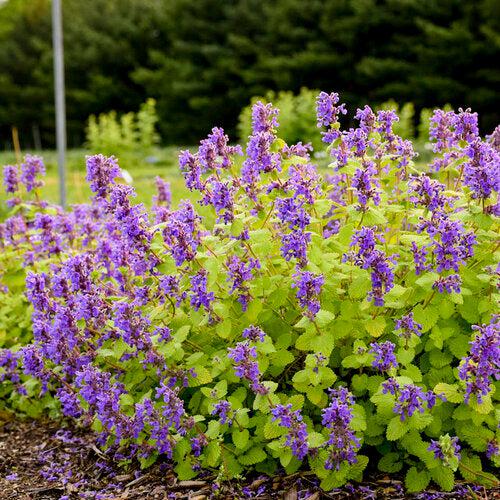 Nepeta ‘Chartreuse on the Loose’ ~ Chartreuse on the Loose Catmint