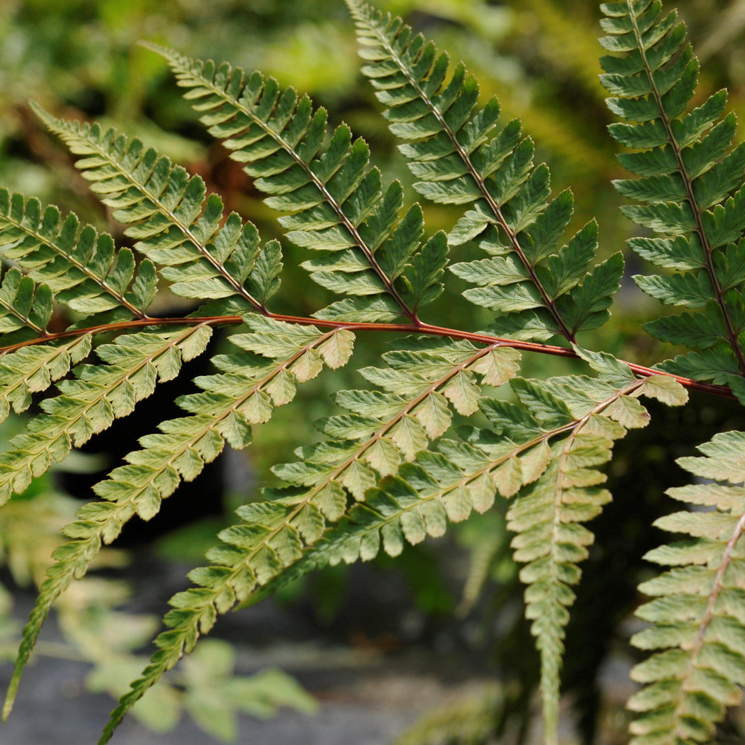 Athyrium otophorum ~ Limelight Lady Fern