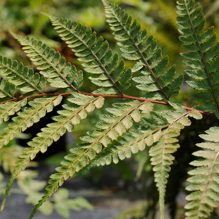 Athyrium otophorum ~ Limelight Lady Fern