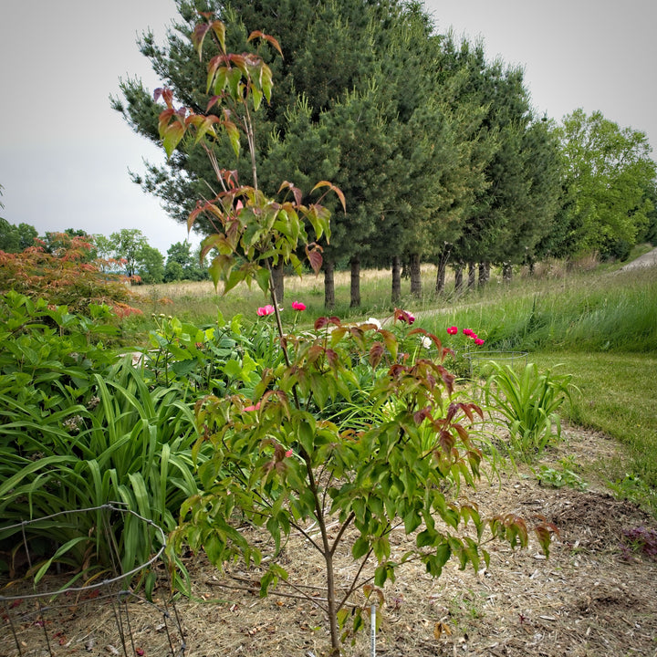 Cornus kousa 'Rutpink' ~ Scarlet Fire® Dogwood