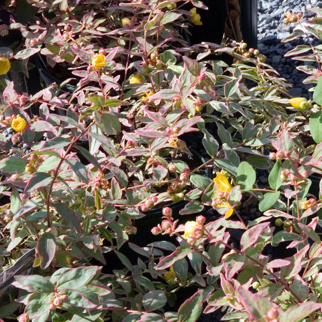 Hypericum × moserianum 'Tricolor' ~ Tricolor St. John's Wort