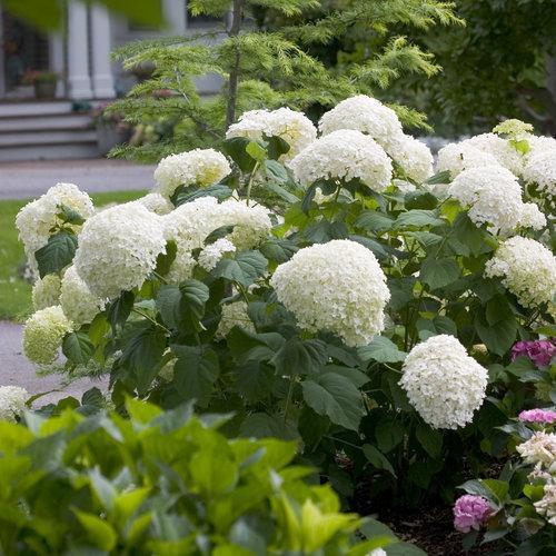 Hydrangea arborescens 'Abetwo' ~ Proven Winners® Incrediball® Smooth Hydrangea