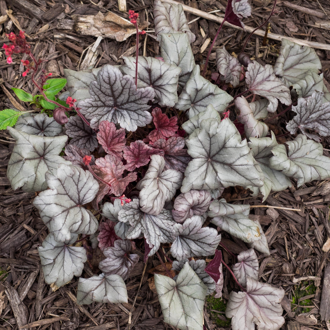 Heuchera 'Silver Gumdrop' PP29207 ~ Dolce® Silver Gumdrop Heuchera